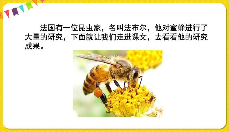 人教部编版(五四制)三年级下册第四单元—14.蜜蜂课件PPT第3页