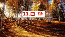 人教部编版（五四制）四年级下册第三单元——11白桦课件PPT