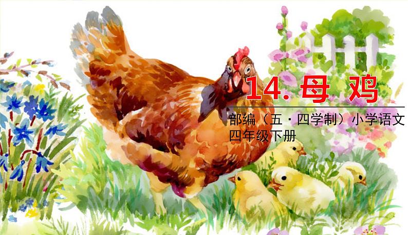 人教部编版(五四制)四年级下册第四单元——14母鸡课件PPT第1页