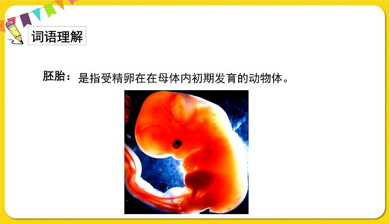 人教部编版(五四制)五年级下册第七单元——23童年的发现课件PPT第5页