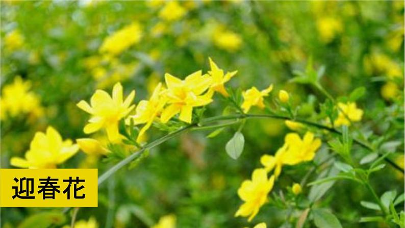 人教语文3年级下册 第一单元 习作:我的植物朋友 PPT课件07