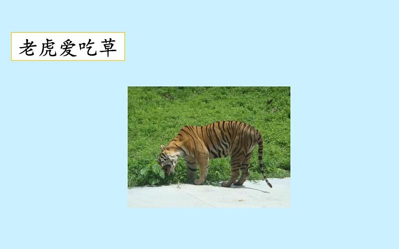 人教版(部编版四五制)小学语文三年级下册 习作:这样想象真有趣 课件07