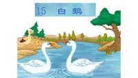 小学语文人教部编版四年级下册15 白鹅课文配套课件ppt