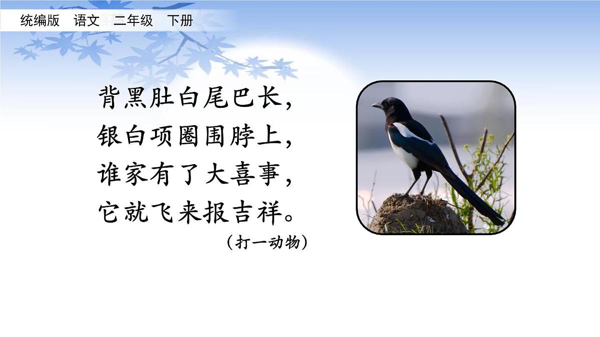 9枫树上的喜鹊(课件)-2021-2022学年语文二年级下册第1页