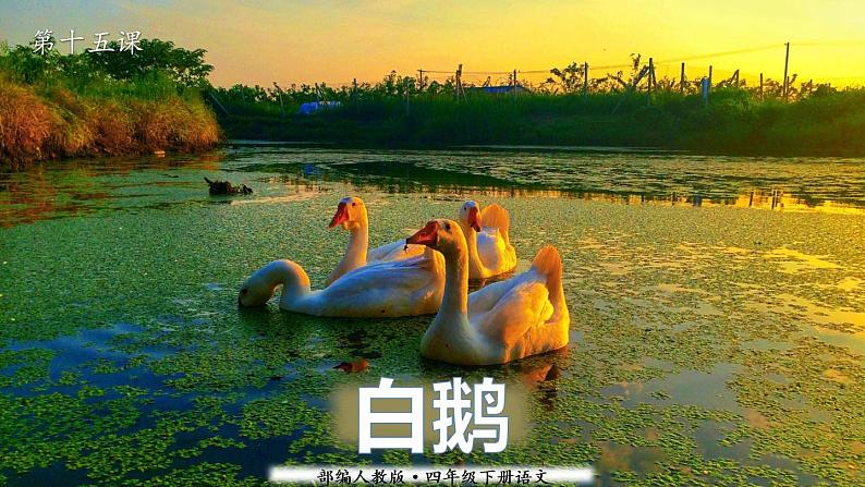 人教版(部编版)语文四年级下册:15白鹅课件PPT第1页
