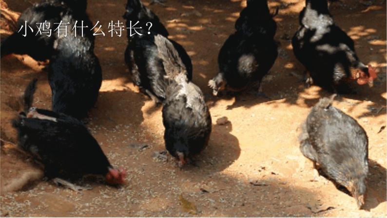 课文5 小公鸡和小鸭子 精品PPT课件（含趣味识字）01
