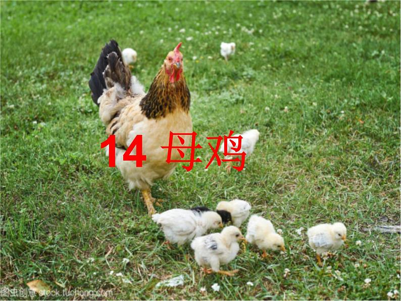 14母鸡(课件)-2021-2022学年语文四年级下册 (1)第1页