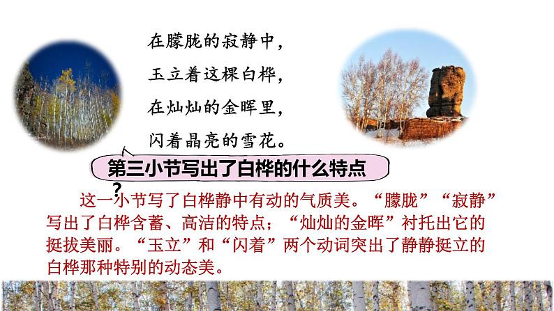 11.白桦品读释疑课件第7页
