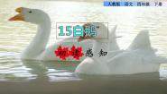 小学语文人教部编版 (五四制)四年级下册15 白鹅课文课件ppt