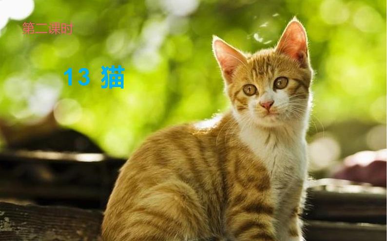 人教版(部编版四五制)小学语文四年级下册 13.猫 课件01
