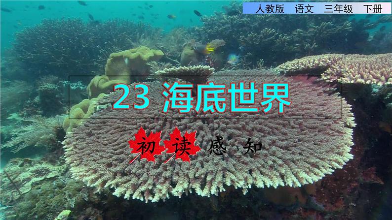 23 海底世界 初读感知课件01