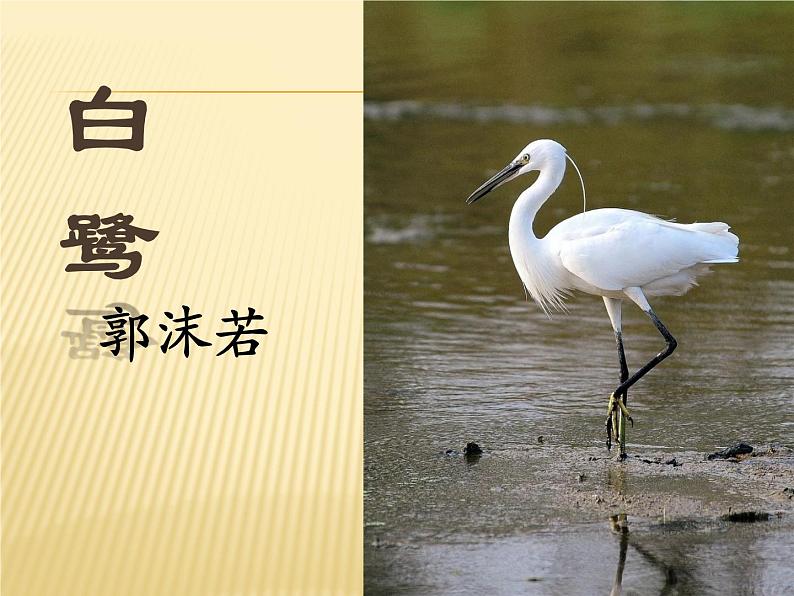 五年级上册《白 鹭》课件01