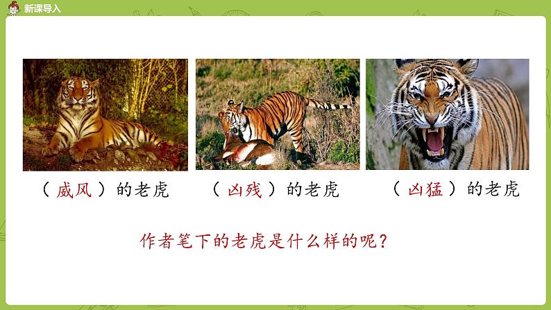统编版语文四上第6单元19《一只窝囊的大老虎》课件PPT第3页