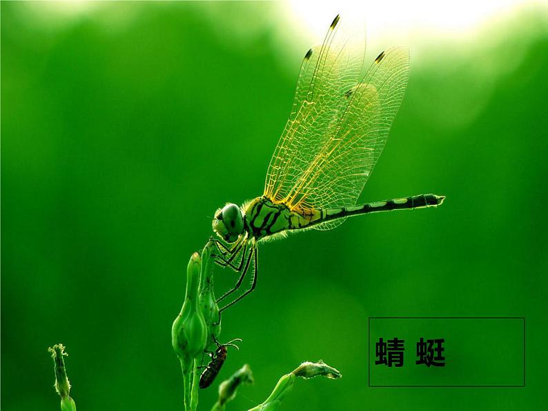 部编版小学语文一年级《识字3:小青蛙》 课件第5页