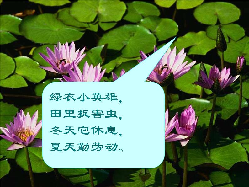 部编版小学语文一年级《识字3:小青蛙》 课件第6页
