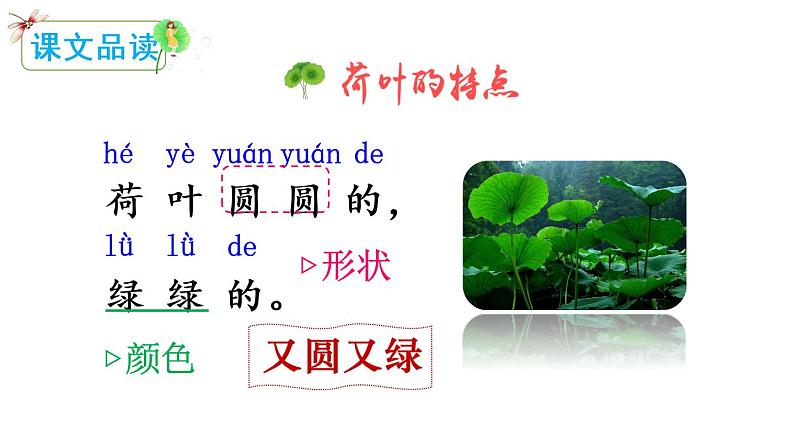 13 荷叶圆圆(课件)第8页