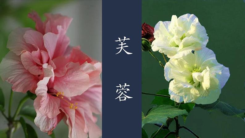 21 古诗三首《芙蓉楼送辛渐》小学语文四年级下(部编版)第一课时课件PPT第6页