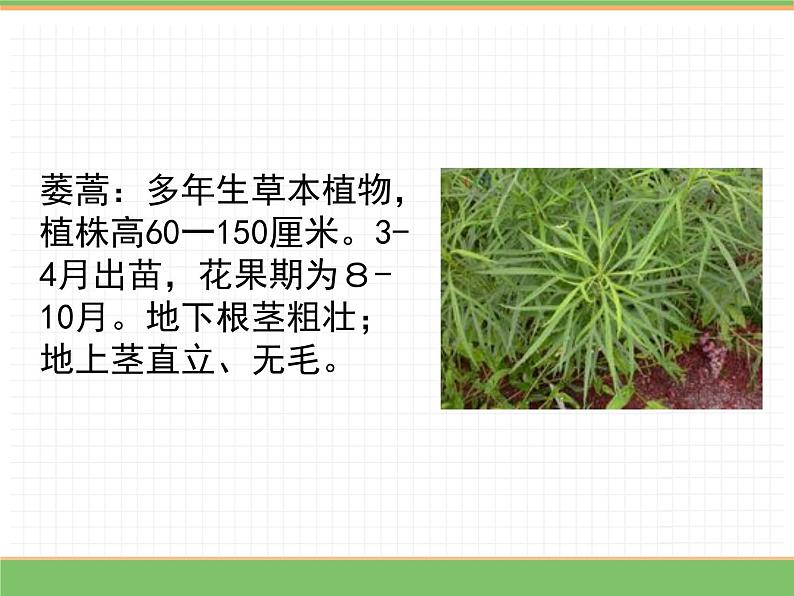 人教版语文三年级下册 第一单元 1 古诗三首 第二课时课件PPT第6页