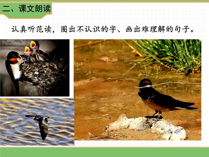 人教版语文三年级下册 第一单元 2 燕子 第一课时课件PPT第5页