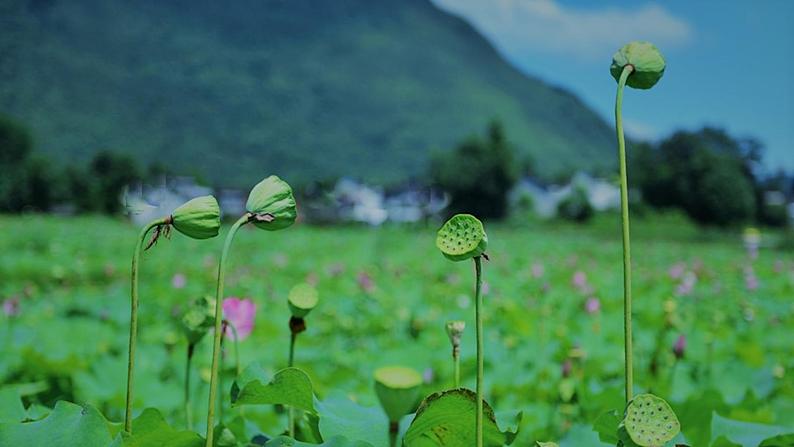 部编版五四制语文一年级下册12_古诗二首池上课件04