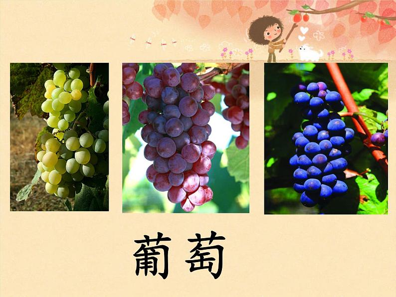 部编版语文二年级上册 11.葡萄沟(3)(课件)第2页