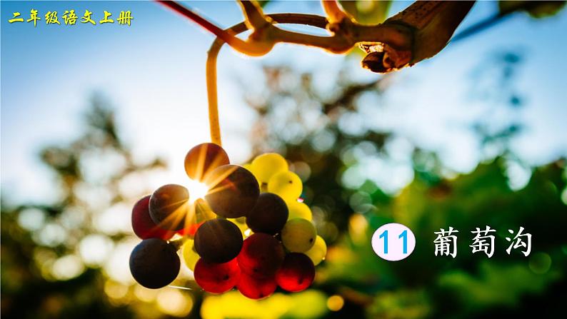 部编版语文二年级上册 11.葡萄沟(课件)第1页