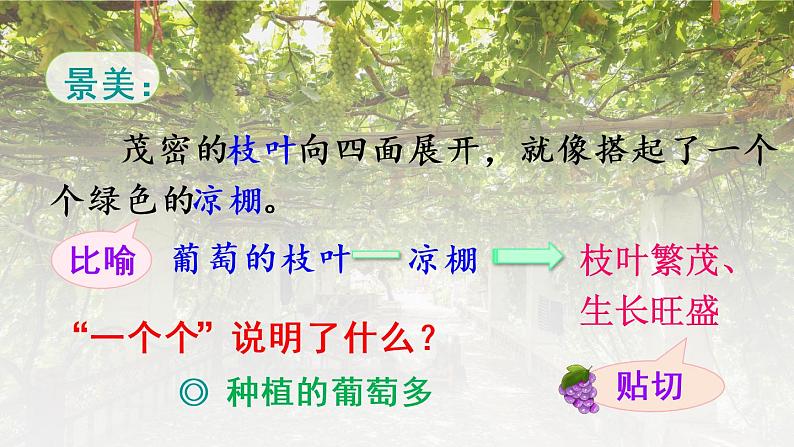 部编版语文二年级上册 11.葡萄沟(课件)第4页