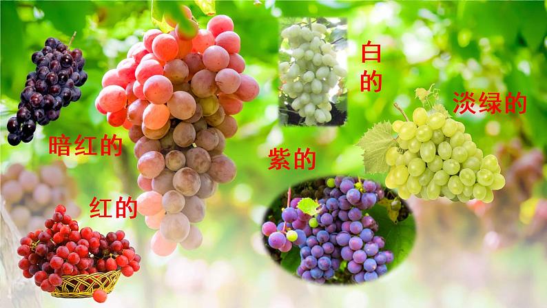 部编版语文二年级上册 11.葡萄沟(课件)第6页