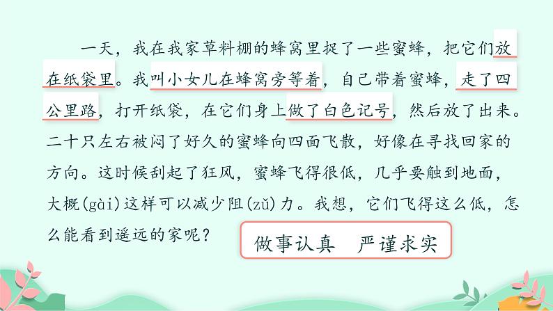 部编版语文三年级下册 14 蜜蜂课件PPT第7页