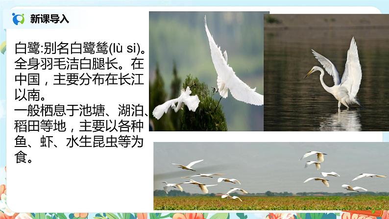 1.1《白鹭》课件+教案+导学案03