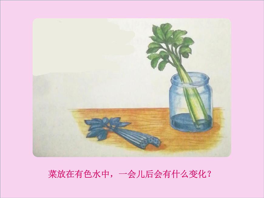 習(xí)作：我做了一項(xiàng)小實(shí)驗(yàn)  （課件）2021-2022學(xué)年語(yǔ)文三年級(jí)下冊(cè)第5頁(yè)