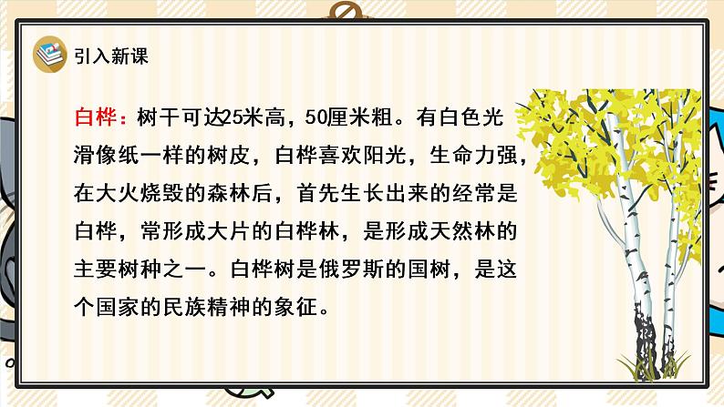 11 白桦课件PPT05