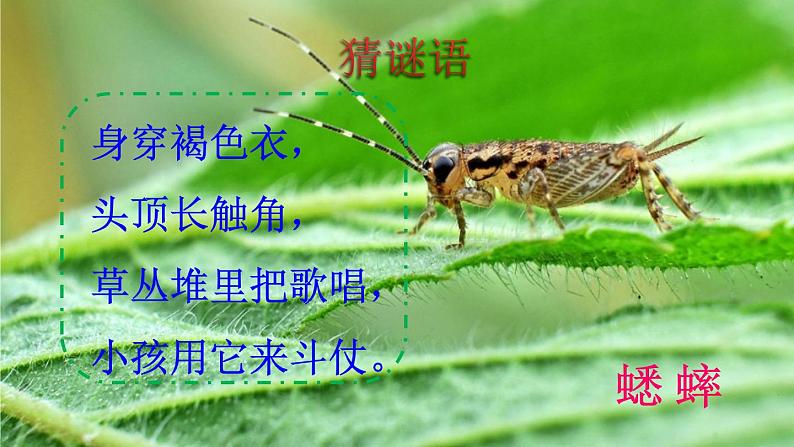 10 在牛肚子里旅行课件PPT01