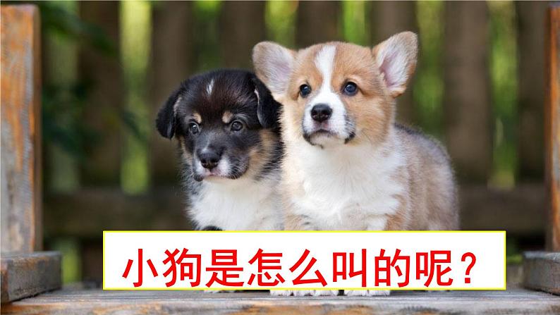 14 小狗学叫课件PPT05