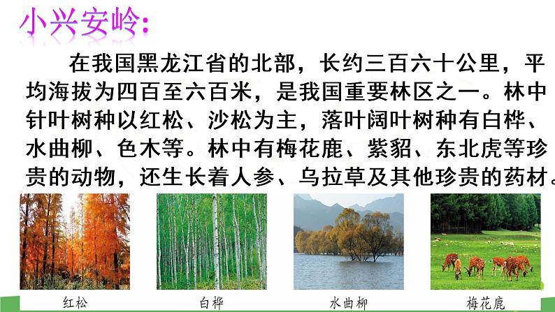 20 美丽的小兴安岭课件PPT02