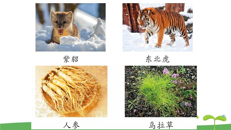 20 美丽的小兴安岭课件PPT03