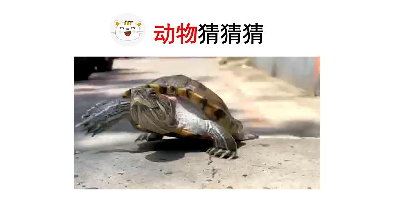 统编版语文四下第四单元习作:我的动物朋友 课件第6页