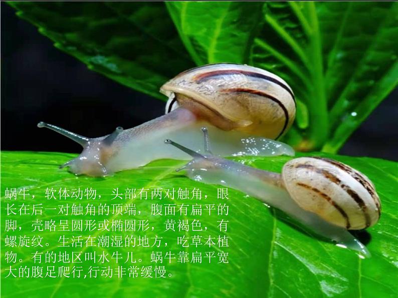 部编版语文一年级上册 14.小蜗牛 课件(共18张PPT)第2页