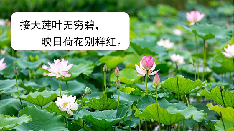 六年级上册《花之歌》第一课时课件PPT+教案+练习(含音视频素材)05