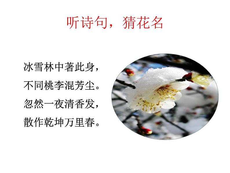4 梅花魂课件PPT第4页