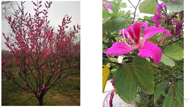 六年级语文下册写作专项——写景篇(1)课件PPT第5页