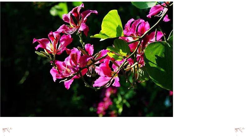 六年级语文下册写作专项——写景篇(1)课件PPT第7页