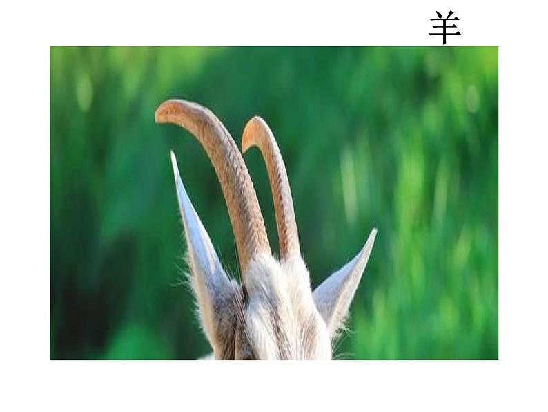 小学语文人教课标版(部编)二年级下册9大象的耳朵4课件03