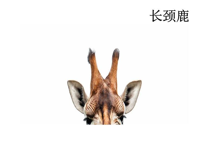 小学语文人教课标版(部编)二年级下册9大象的耳朵4课件04