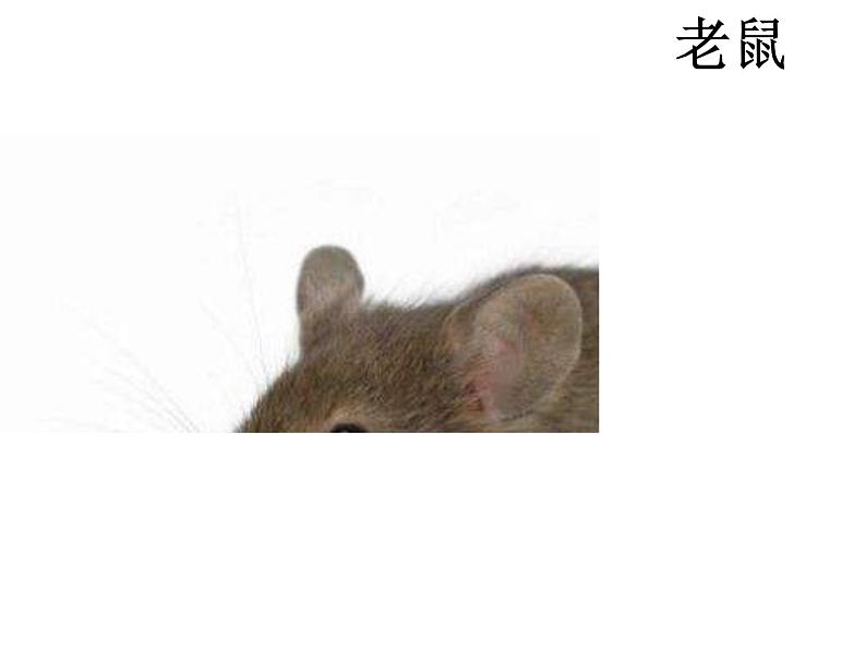 小学语文人教课标版(部编)二年级下册9大象的耳朵4课件06