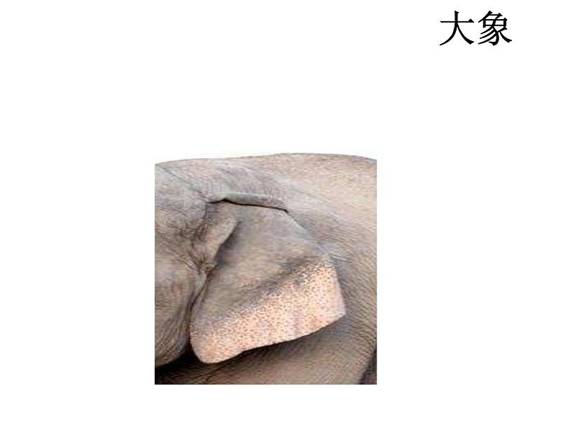小学语文人教课标版(部编)二年级下册9大象的耳朵4课件08