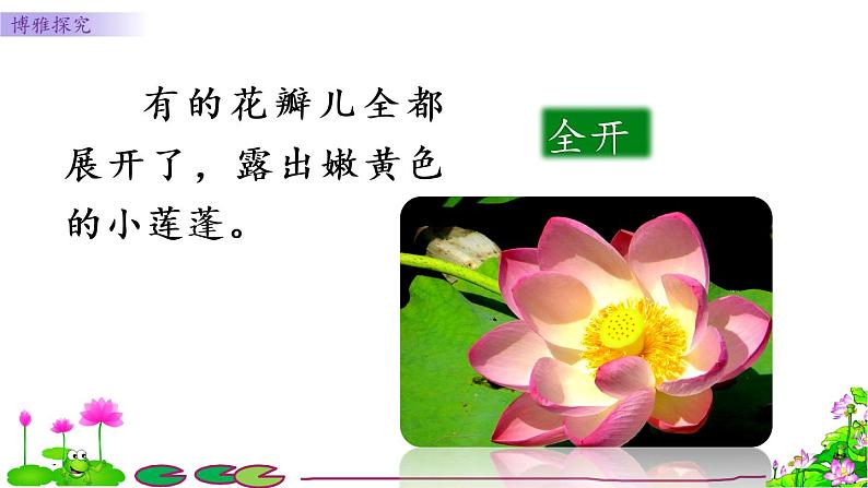 小学语文人教课标版(部编)三年级下册3荷花课件PPT第8页