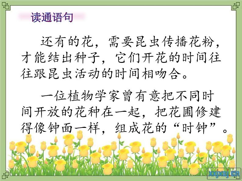 小学语文人教课标版(部编)三年级下册13花钟 1课件PPT第3页