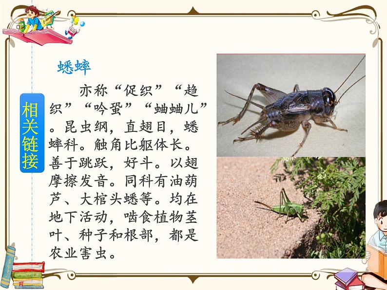 人教部编版四年级上册第三单元——11 蟋蟀的住宅【课件+教案+反思+生字+朗读】03