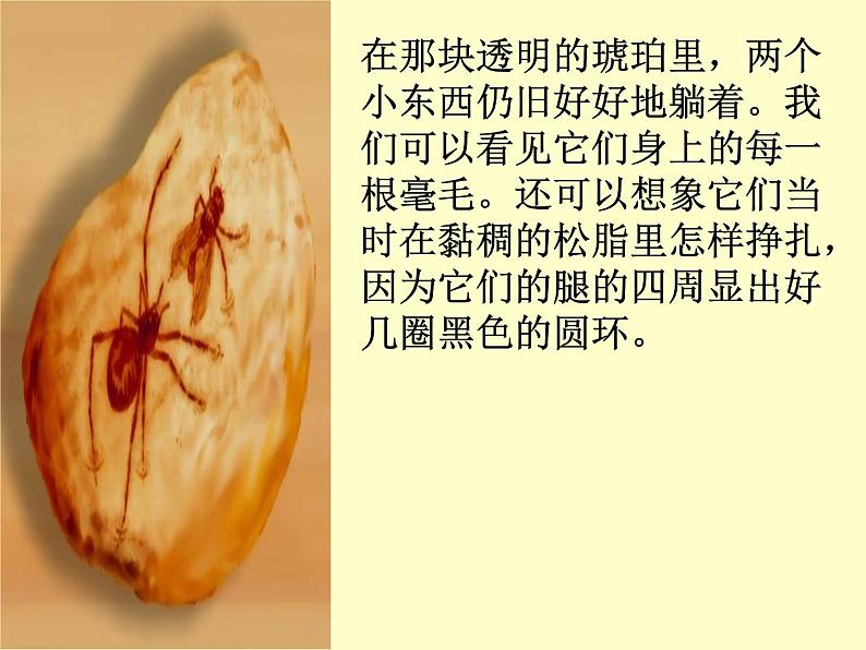 人教部编版语文四下-5琥珀 课件第5页